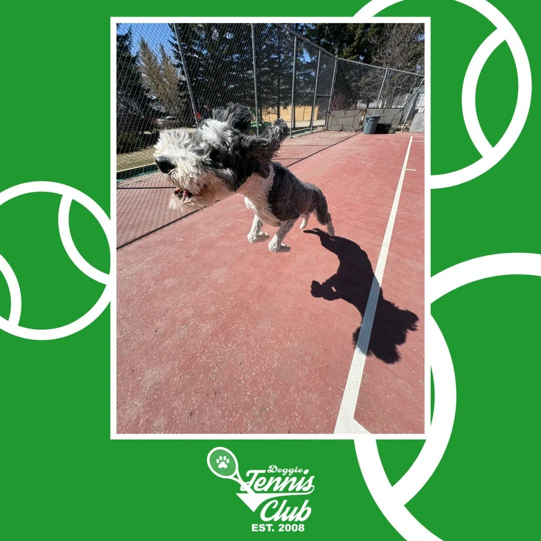 🐾🎾 Aces all day! 🎾🐾⁠
⁠
#DoggieTennisClub #TheRanchPetCare #barknride #SturgeonCounty #StAlbert #YEG #dogsofinstagram #doggydaycare #dogdaycare #dogs #yegpets
