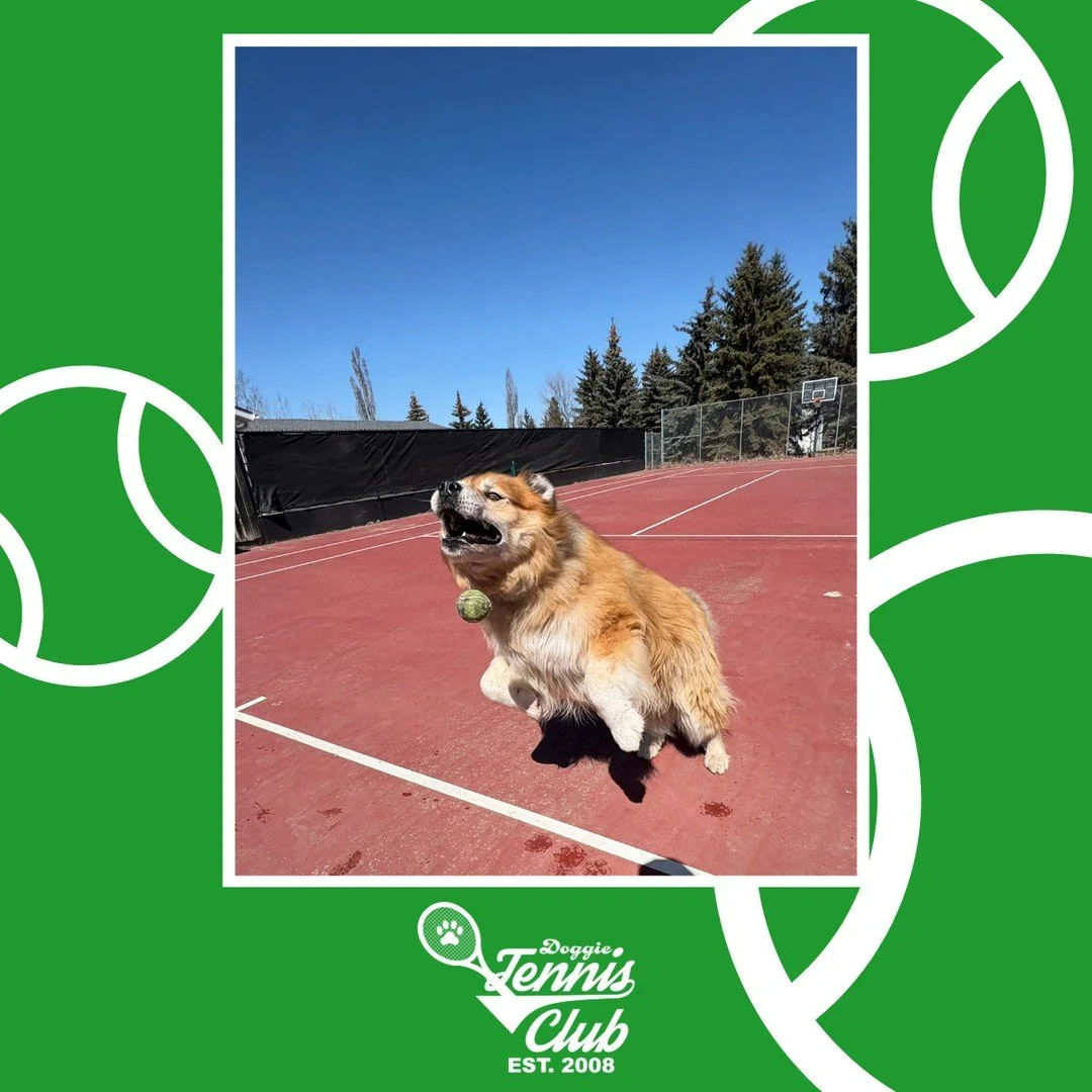 🐾🎾 Bagel showing the #DoggieTennisClub how to do it! 🎾🐾⁠
⁠
#TheRanchPetCare #barknride #SturgeonCounty #StAlbert #YEG #dogsofinstagram #doggydaycare #dogdaycare #dogs #yegpets