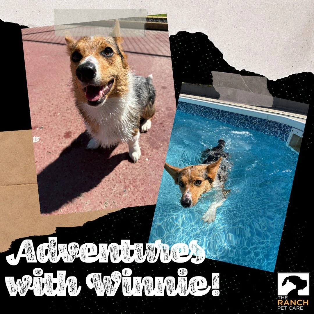 🐾 Adventures with Winnie! 🐾⁠
⁠
#TheRanchPetCare #barknride #SturgeonCounty #StAlbert #YEG #dogsofinstagram #doggydaycare #dogdaycare #dogs #yegpets