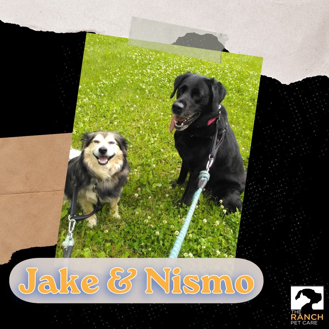 🐾 Jake &amp; Nismo out for a stroll together! 🐾⁠
⁠
#TheRanchPetCare #barknride #SturgeonCounty #StAlbert #YEG #dogsofinstagram #doggydaycare #dogdaycare #dogs #yegpets