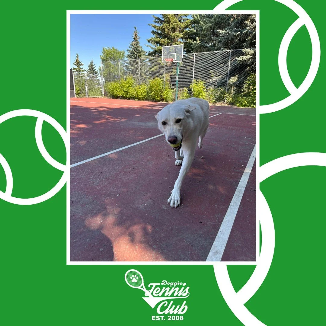 🐾🎾 Jasper is one of our #DoggieTennisClub Pros! 🎾🐾⁠
⁠
#TheRanchPetCare #barknride #SturgeonCounty #StAlbert #YEG #dogsofinstagram #doggydaycare #dogdaycare #dogs #yegpets