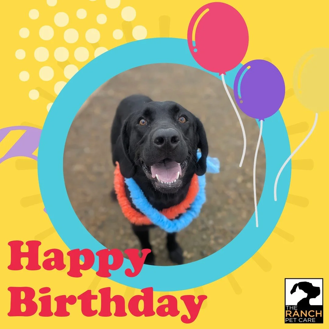 🥳🎉 We had an amazing 1st B-day celebration with this big dude!  Happy Birthday Max! 🎉🥳⁠
⁠
#TheRanchPetCare #barknride #SturgeonCounty #StAlbert #YEG #dogsofinstagram #doggydaycare #dogdaycare #dogs #yegpets