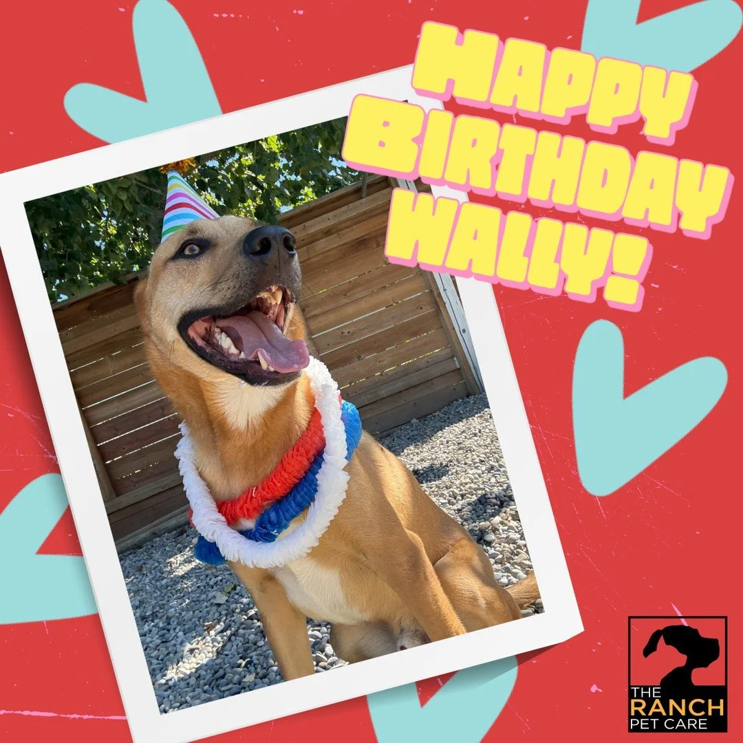 🎉🥳 We celebrated a very special day with a very awesome pup!  Happy Birthday Wally! 🥳🎉⁠
⁠
#TheRanchPetCare #barknride #SturgeonCounty #StAlbert #YEG #dogsofinstagram #doggydaycare #dogdaycare #dogs #yegpets