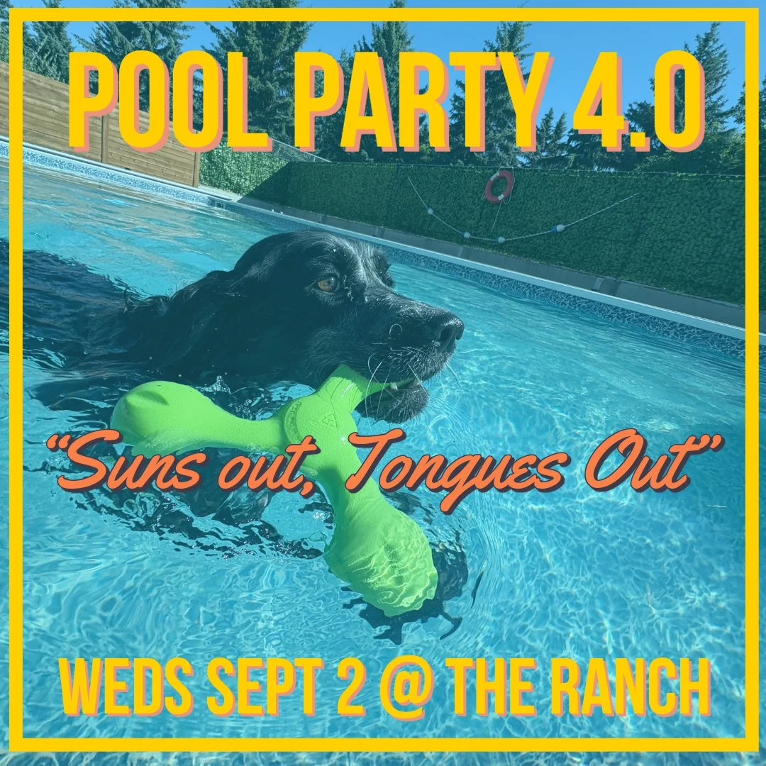 ☀️💦 POOL PARTY 4.0 AT THE RANCH! 🐶🌊⁠
⁠
Bring your pup to The Ranch for some sunshine and splashes! ☀️🏖️💦⁠
⁠
Wednesday, September 2nd! 🎉🐾⁠
⁠
🐾 No extra cost for the party⁠
📅 Daycare reservation required (passes are applicable)⁠
🚨 Space is li