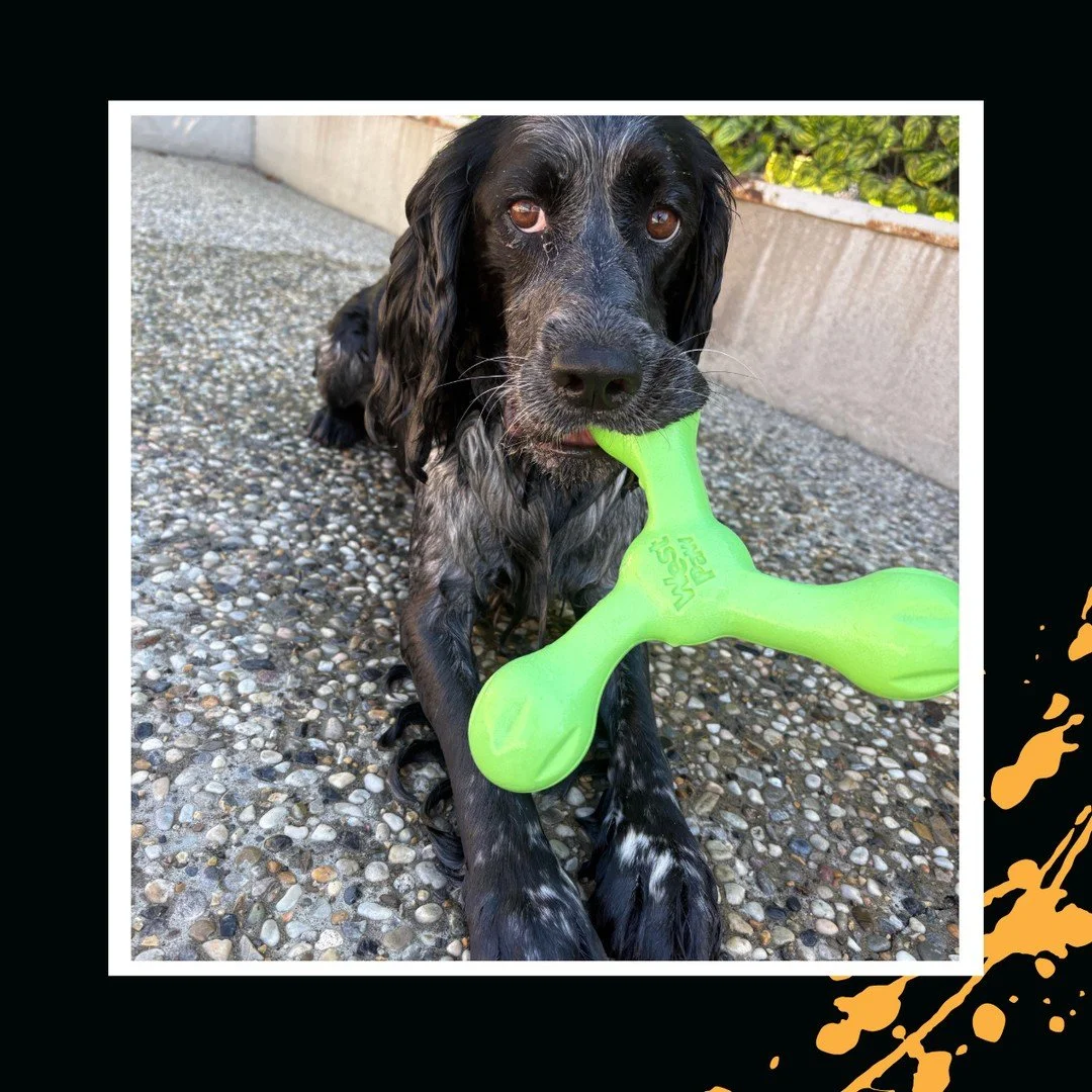 😍😍😍⁠
⁠
#TheRanchPetCare #barknride #SturgeonCounty #StAlbert #YEG #dogsofinstagram #doggydaycare #dogdaycare #dogs #yegpets