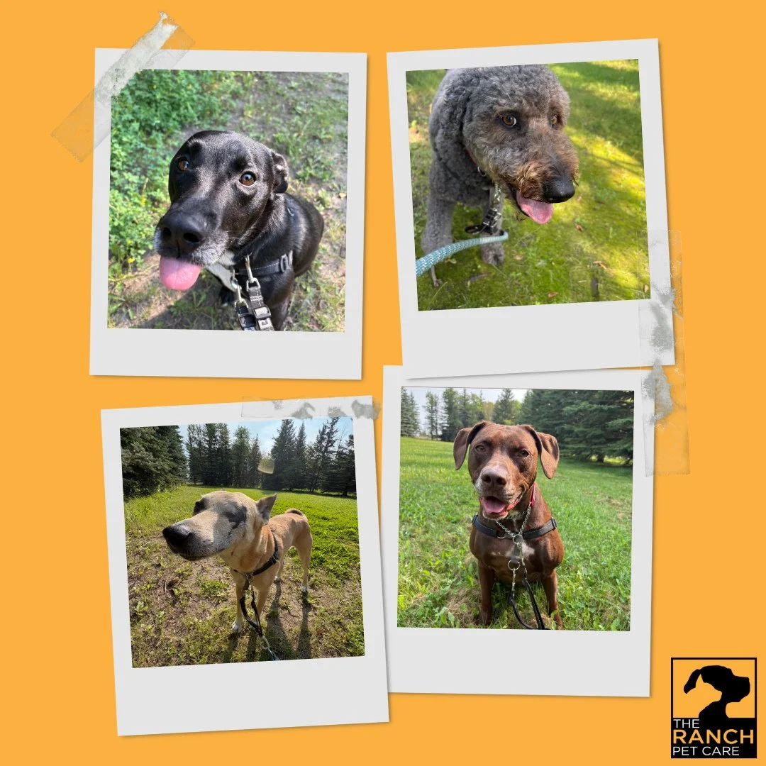 🐾 Trails &amp; Tails 🐾⁠
⁠
#TheRanchPetCare #barknride #SturgeonCounty #StAlbert #YEG #dogsofinstagram #doggydaycare #dogdaycare #dogs #yegpets