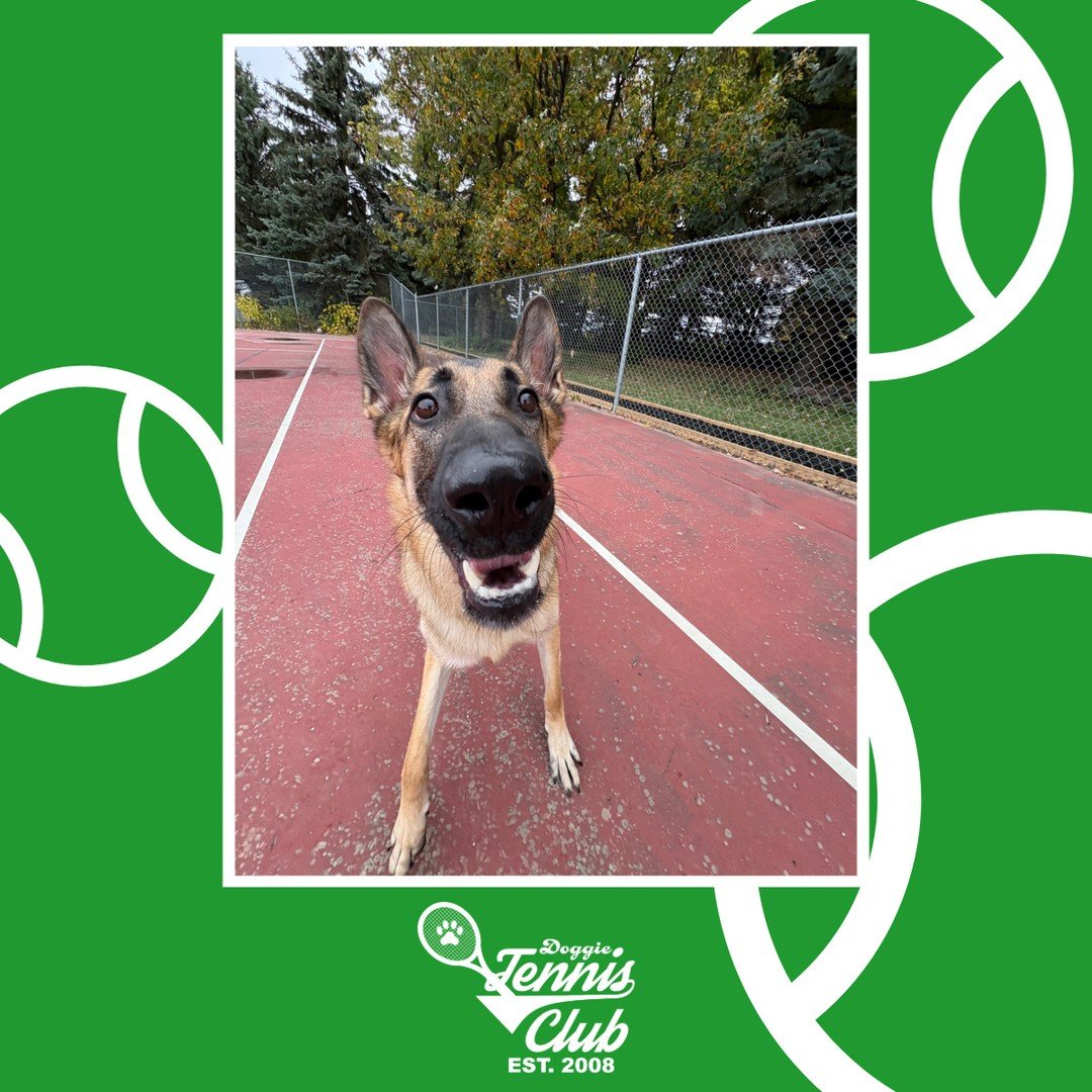 🎾🐾 Another beautiful fall day with the #DoggieTennisClub 🐾🎾⁠
⁠
#TheRanchPetCare #barknride #SturgeonCounty #StAlbert #YEG #dogsofinstagram #doggydaycare #dogdaycare #dogs #yegpets