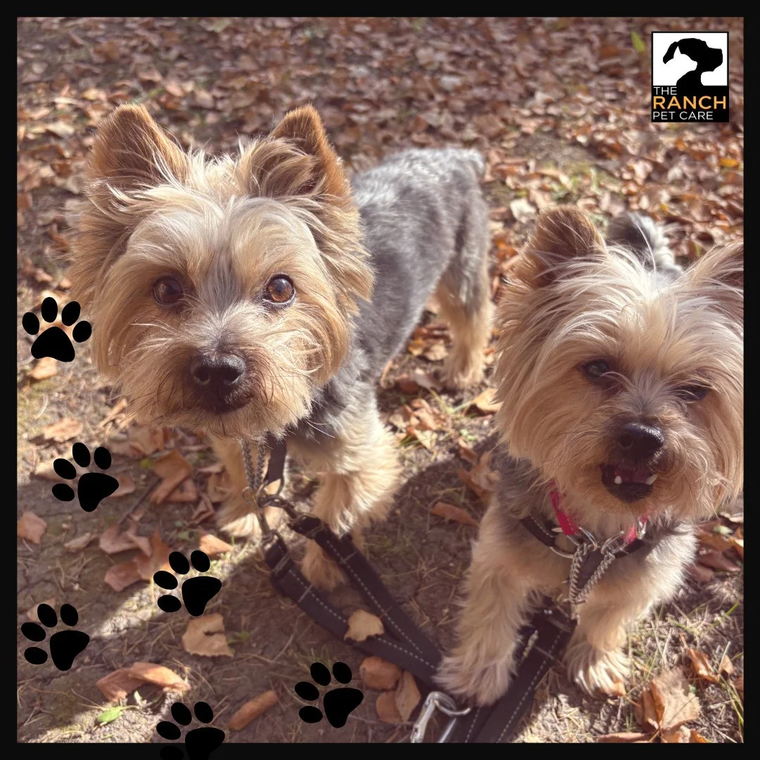 🐾 Quick 📷️ while out on the leafy trails! 🗺️🍂⁠
⁠
#TheRanchPetCare #barknride #SturgeonCounty #StAlbert #YEG #dogsofinstagram #doggydaycare #dogdaycare #dogs #yegpets