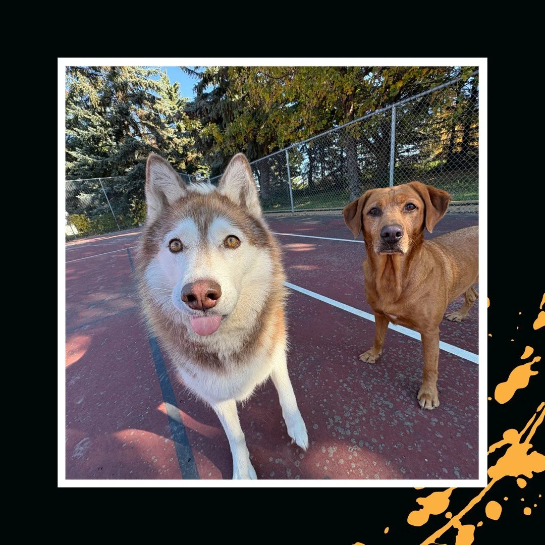 Always perfect pics with Daisy &amp; Rosie! 📷️🥰⁠
⁠
#TheRanchPetCare #barknride #SturgeonCounty #StAlbert #YEG #dogsofinstagram #doggydaycare #dogdaycare #dogs #yegpets
