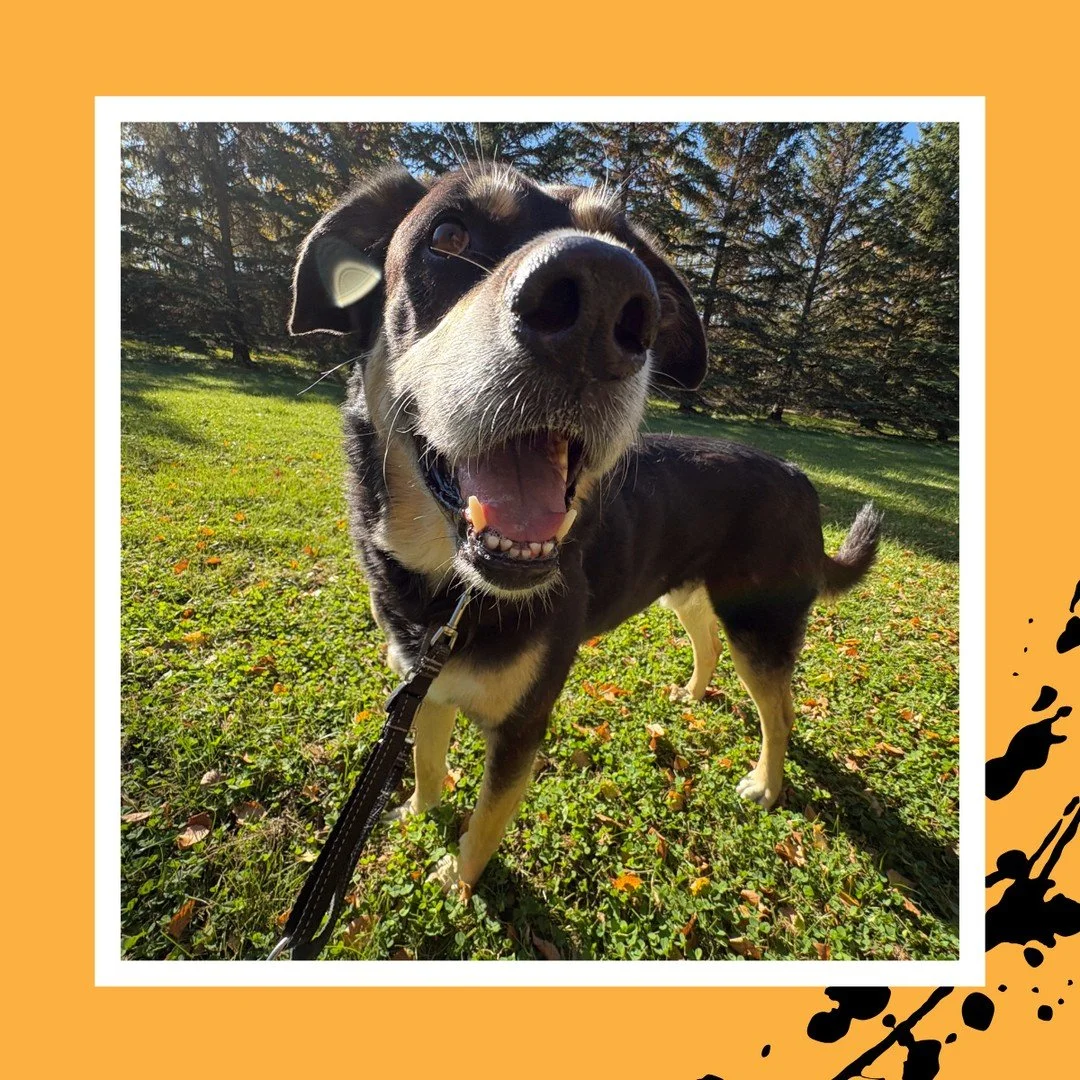 😍😍😍⁠
⁠
#TheRanchPetCare #barknride #SturgeonCounty #StAlbert #YEG #dogsofinstagram #doggydaycare #dogdaycare #dogs #yegpets
