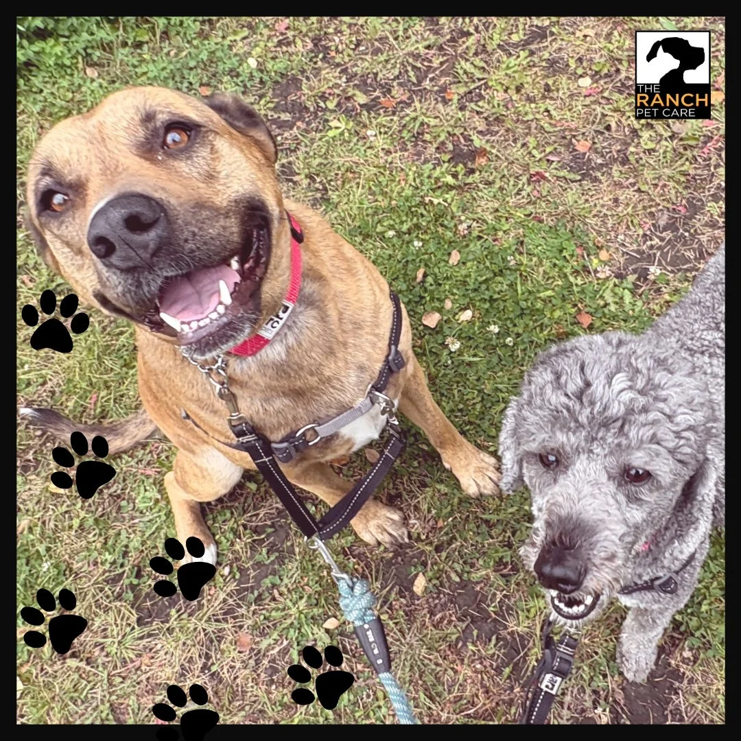 🐾🍂 Enjoying a gorgeous fall day on the trails! 🍂🐾⁠
⁠
#TheRanchPetCare #barknride #SturgeonCounty #StAlbert #YEG #dogsofinstagram #doggydaycare #dogdaycare #dogs #yegpets