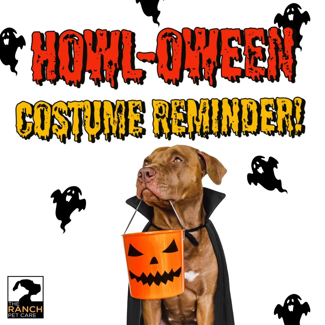 🎃🎃 OFFICIAL HOWL-OWEEN COSTUME REMINDER OCT 26-29🎃🎃⁠
⁠
Reserve a daycare space between October 26-29 and send your pup in their spookiest (or cutest) costume!  We will be taking 📷️ of all our contestants and will choose a winner on October 30th!