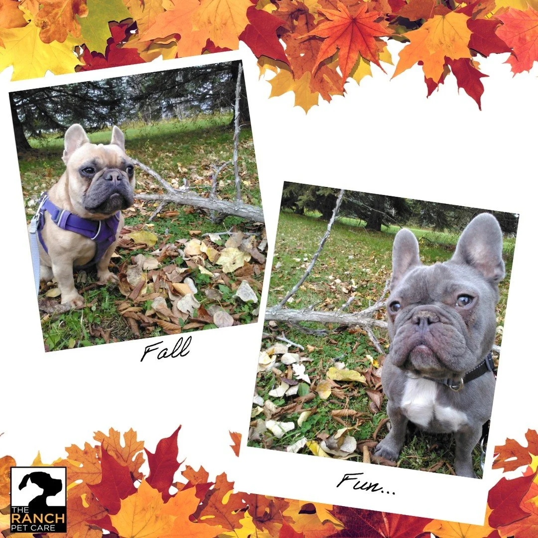 🍂 Fall Fun at The Ranch 🍂⁠
⁠
#TheRanchPetCare #barknride #SturgeonCounty #StAlbert #YEG #dogsofinstagram #doggydaycare #dogdaycare #dogs #yegpets