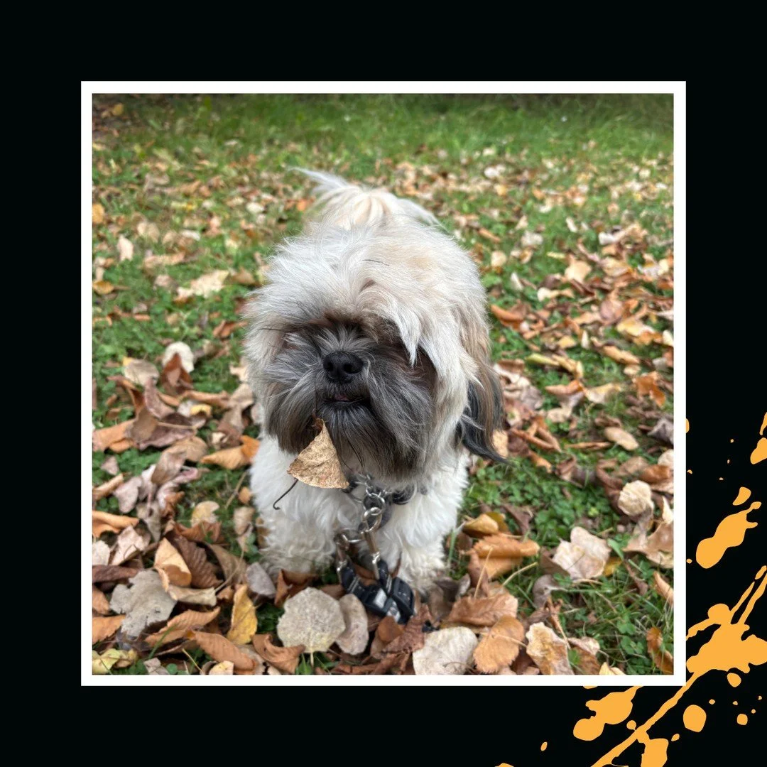 "Uhh Chewie, you have a little something on your chin there..." 🤣⁠
⁠
#TheRanchPetCare #barknride #SturgeonCounty #StAlbert #YEG #dogsofinstagram #doggydaycare #dogdaycare #dogs #yegpets