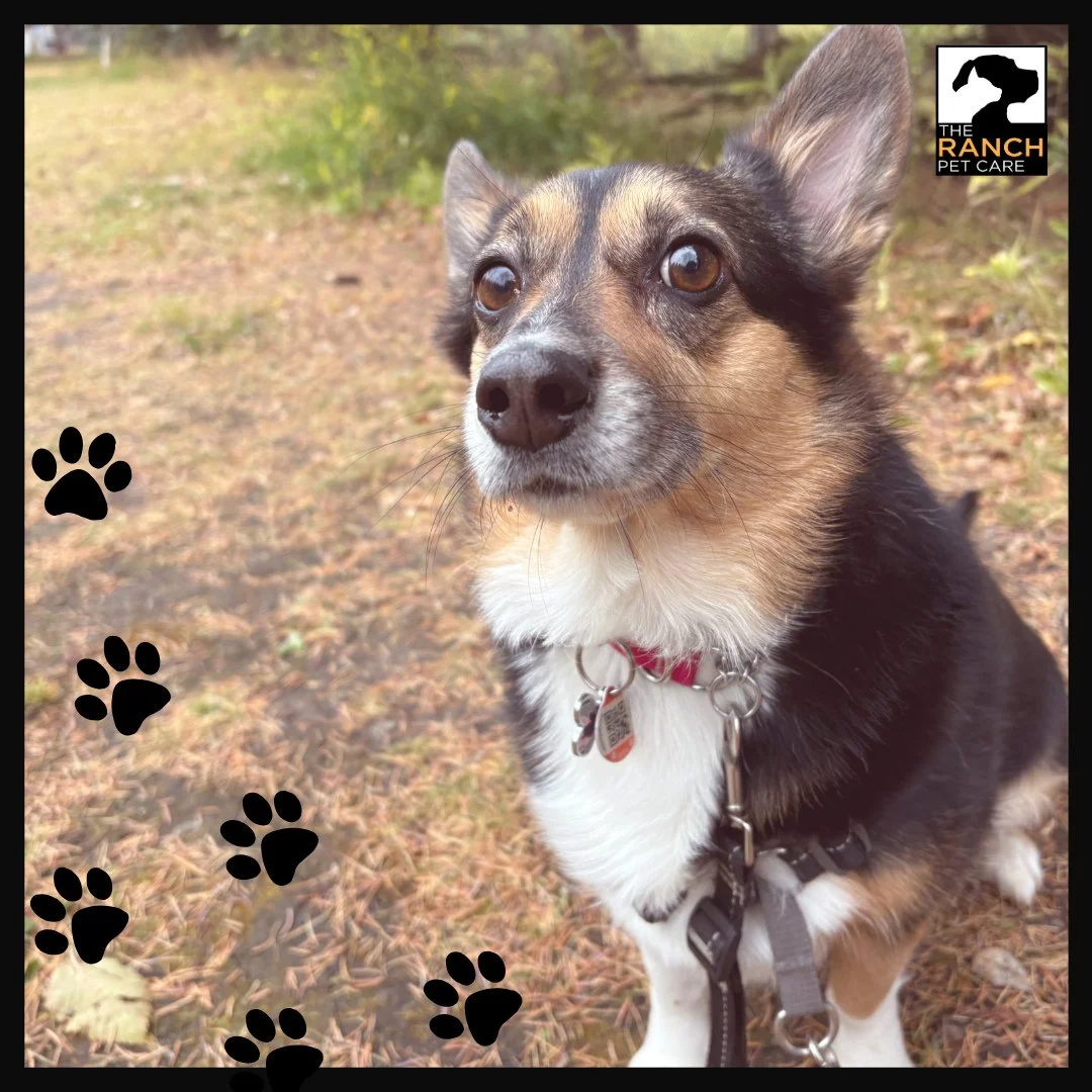 🐾 Wishing everyone a fantastic fall weekend! 🐾⁠
⁠
#TheRanchPetCare #barknride #SturgeonCounty #StAlbert #YEG #dogsofinstagram #doggydaycare #dogdaycare #dogs #yegpets