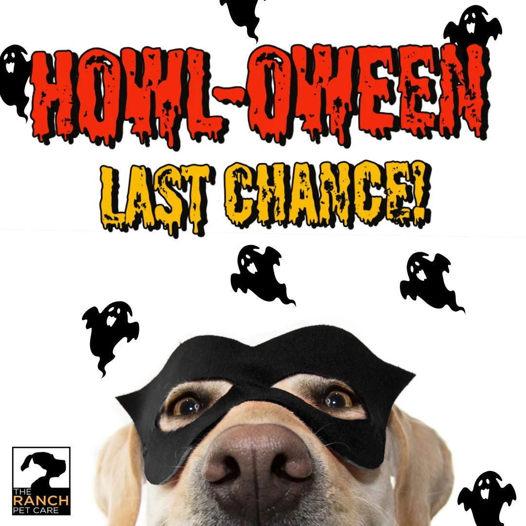 👻👻 FINAL HOWL-OWEEN COSTUME CONTEST REMINDER 👻👻⁠
⁠
Tomorrow is the last chance to enter our Howl-oween costume contest.  If your pup is attending daycare, send them in their SPOOKIEST (OR CUTEST) costume to enter for the grand prize!👻🎃🧛&zwj;♂️