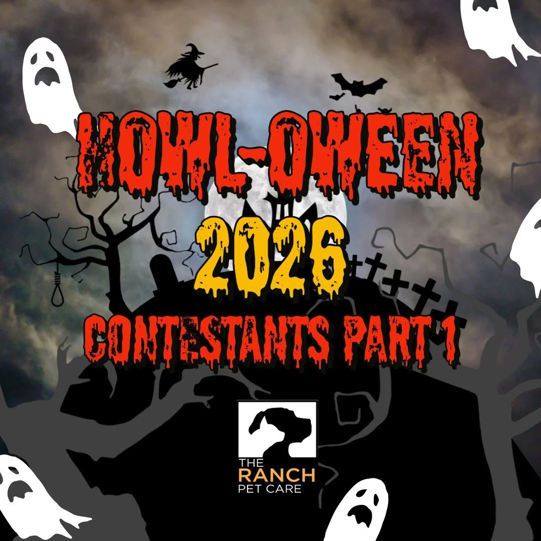 🎃👻 Here is Part.1 of our Spooktacular Howl-oween Costume Contest👻🎃 We need your help picking the winner of our Grand Prize! 🧛&zwj;♂️⁠
⁠
🐾Beware of these verrrrryy scary pups! 🐾