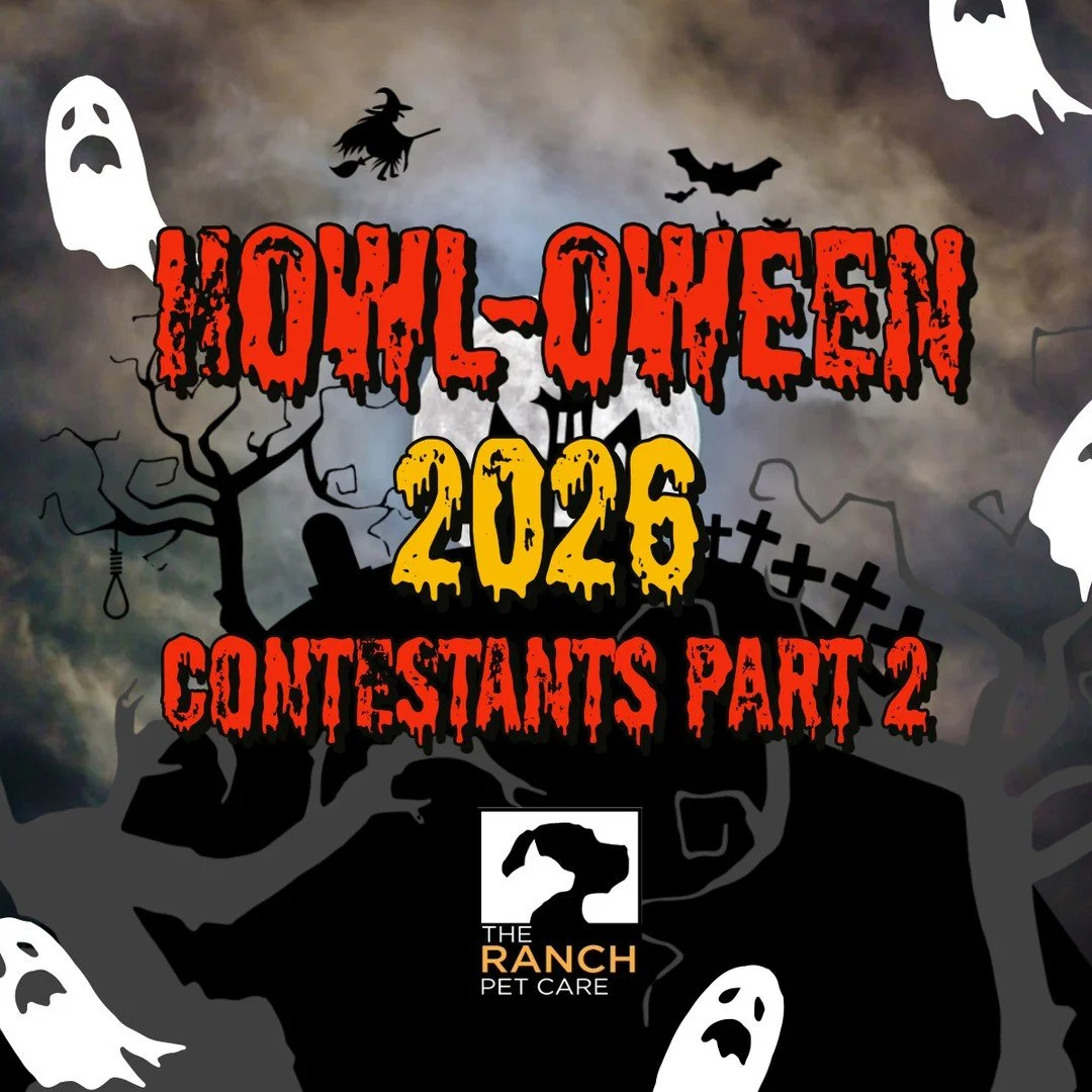 🎃👻 Here is Part.2 of our Spooktacular Howl-oween Costume Contest👻🎃 We need your help picking the winner of our Grand Prize! 🧛&zwj;♂️⁠
⁠
#TheRanchPetCare #barknride #SturgeonCounty #StAlbert #YEG #dogsofinstagram #doggydaycare #dogdaycare #dogs #