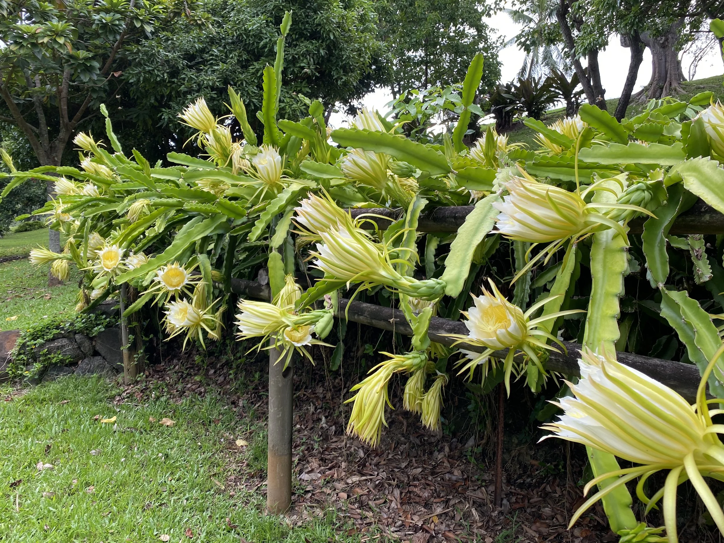 Kauai Dragon Fruit Flowers  oo14