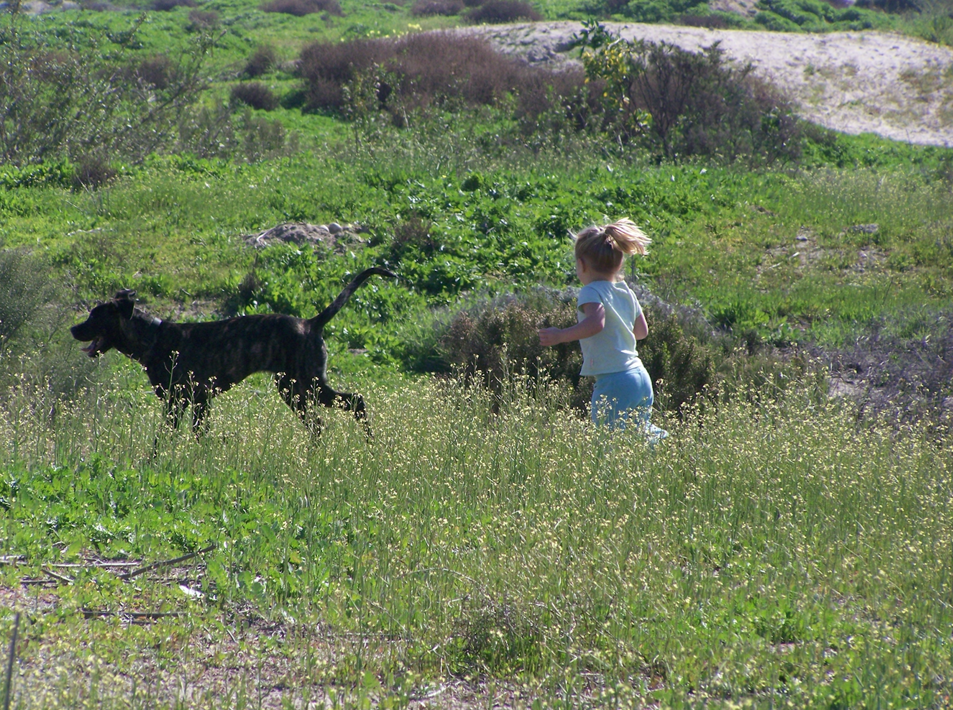 My daughter (age 3) and dog on one of our many adventures in San Diego, CA.