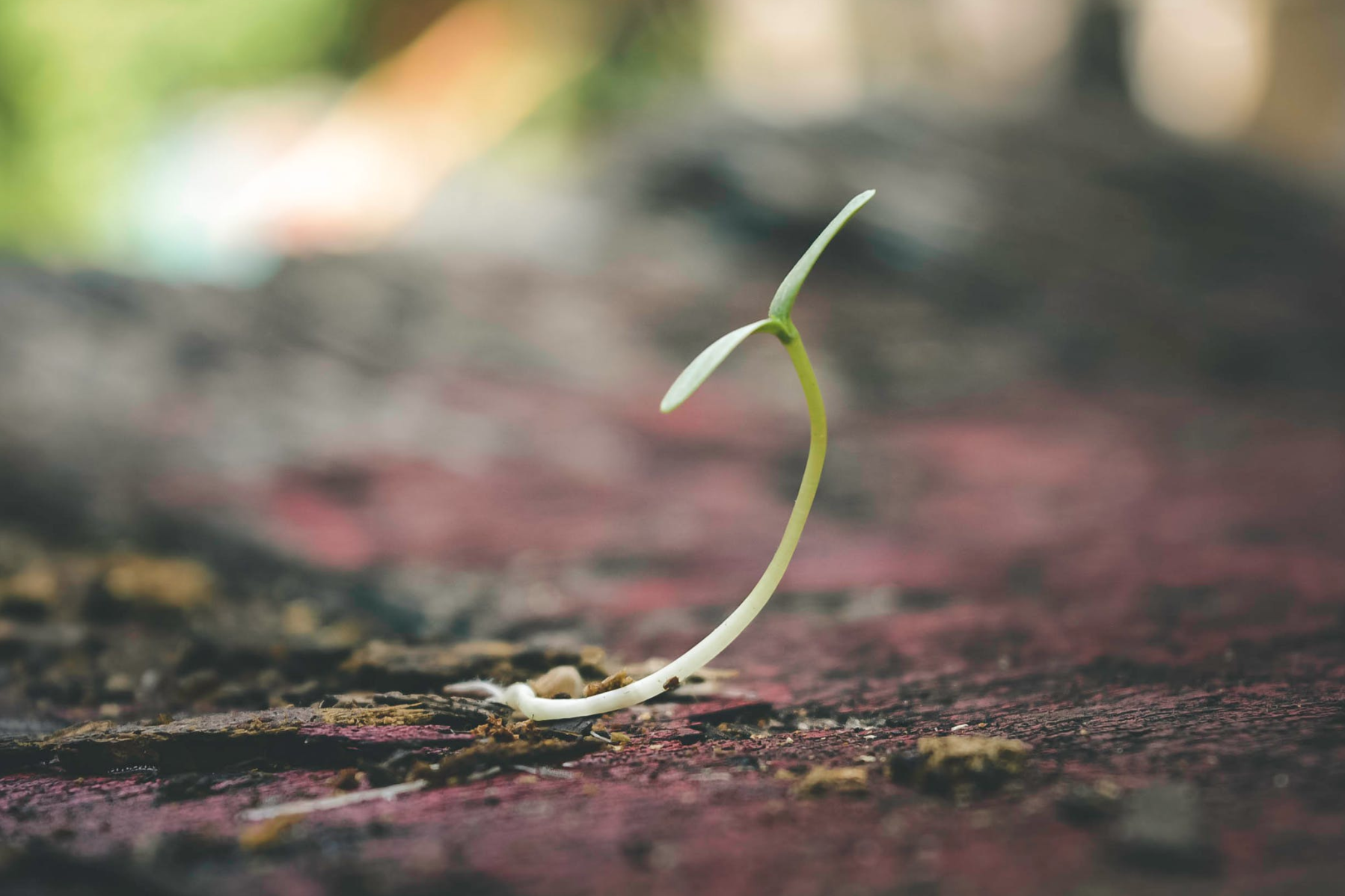 planttheseed.png