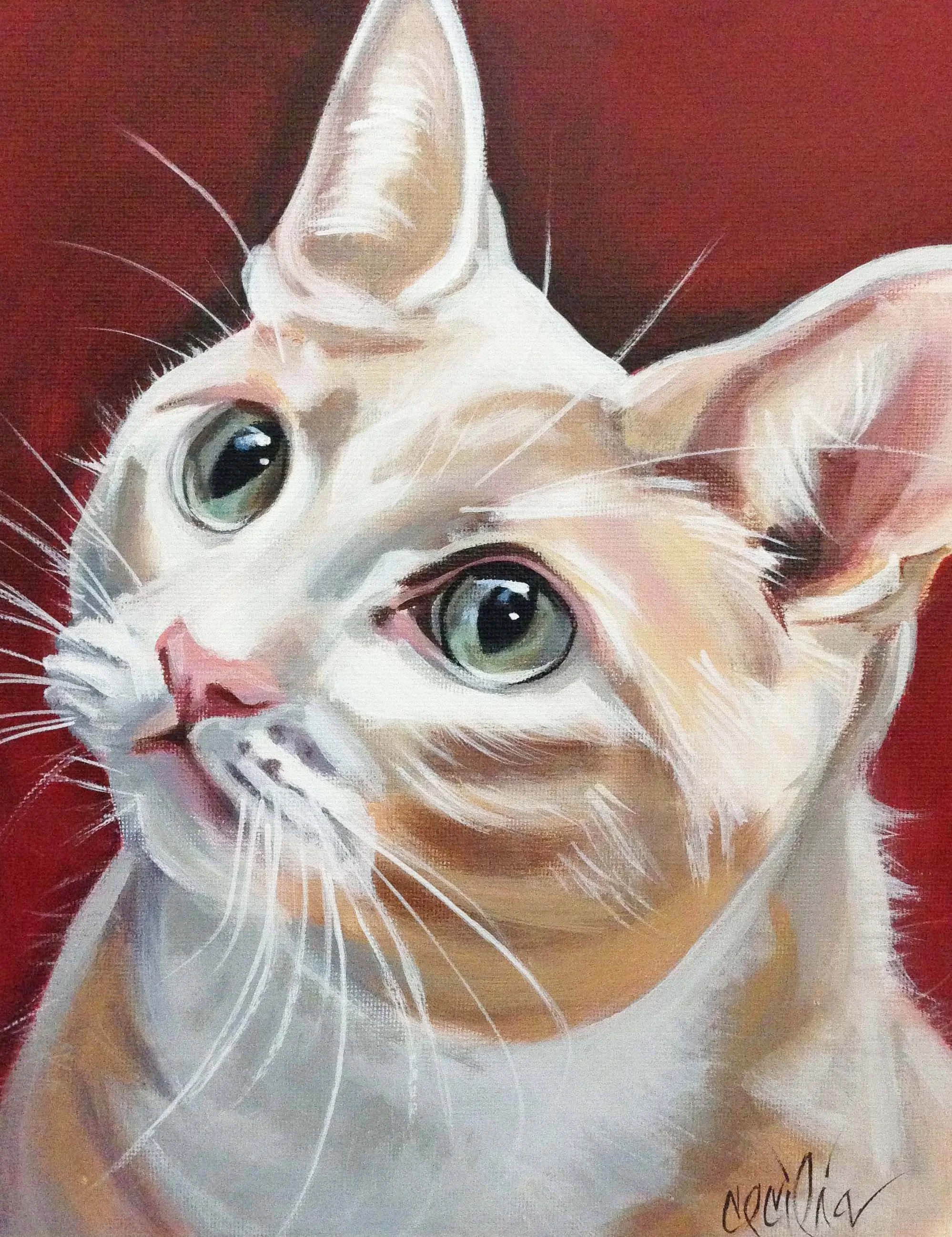 cappy- american shorthair 12x12