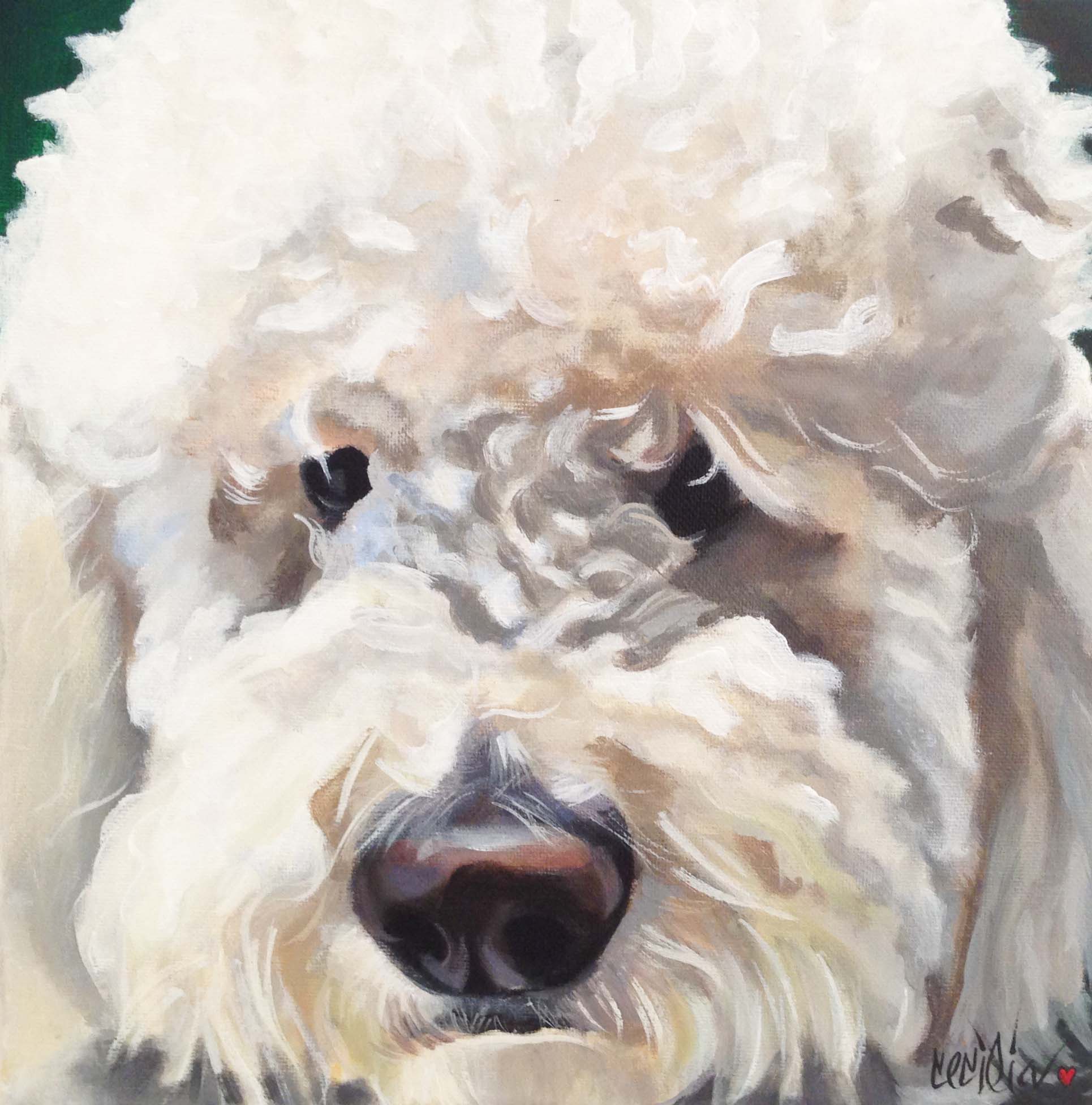 jacoby- lab/poodle mix 12x12