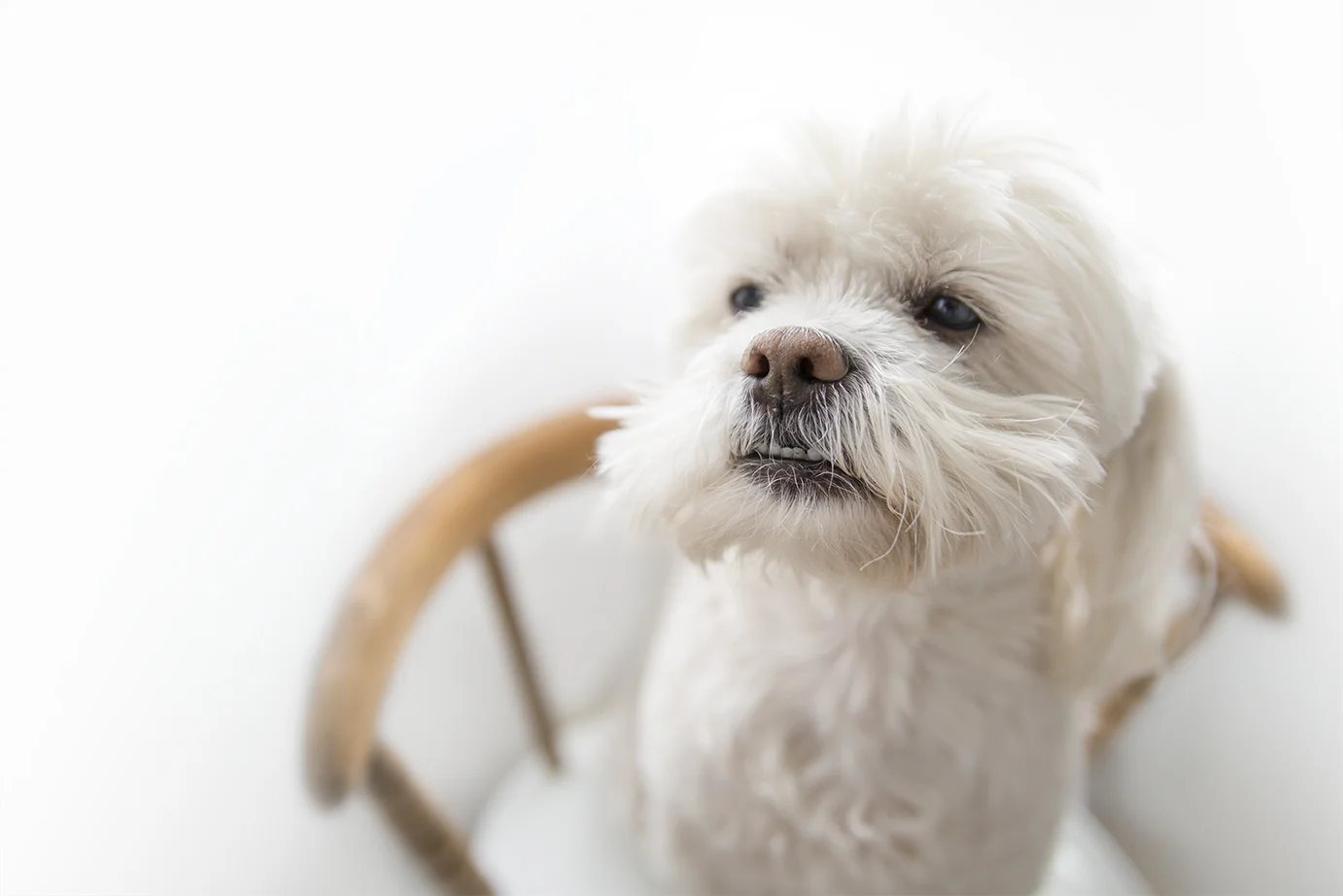 dex_closeup.jpg