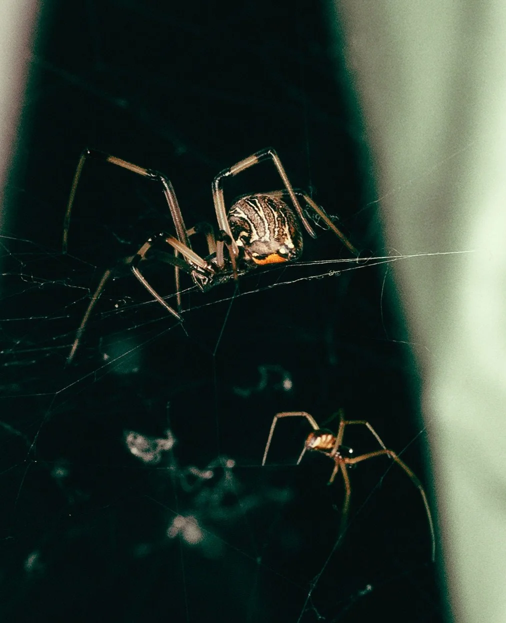 Making friends with spiders in my yard. Swipe for jump scare relief 🤭