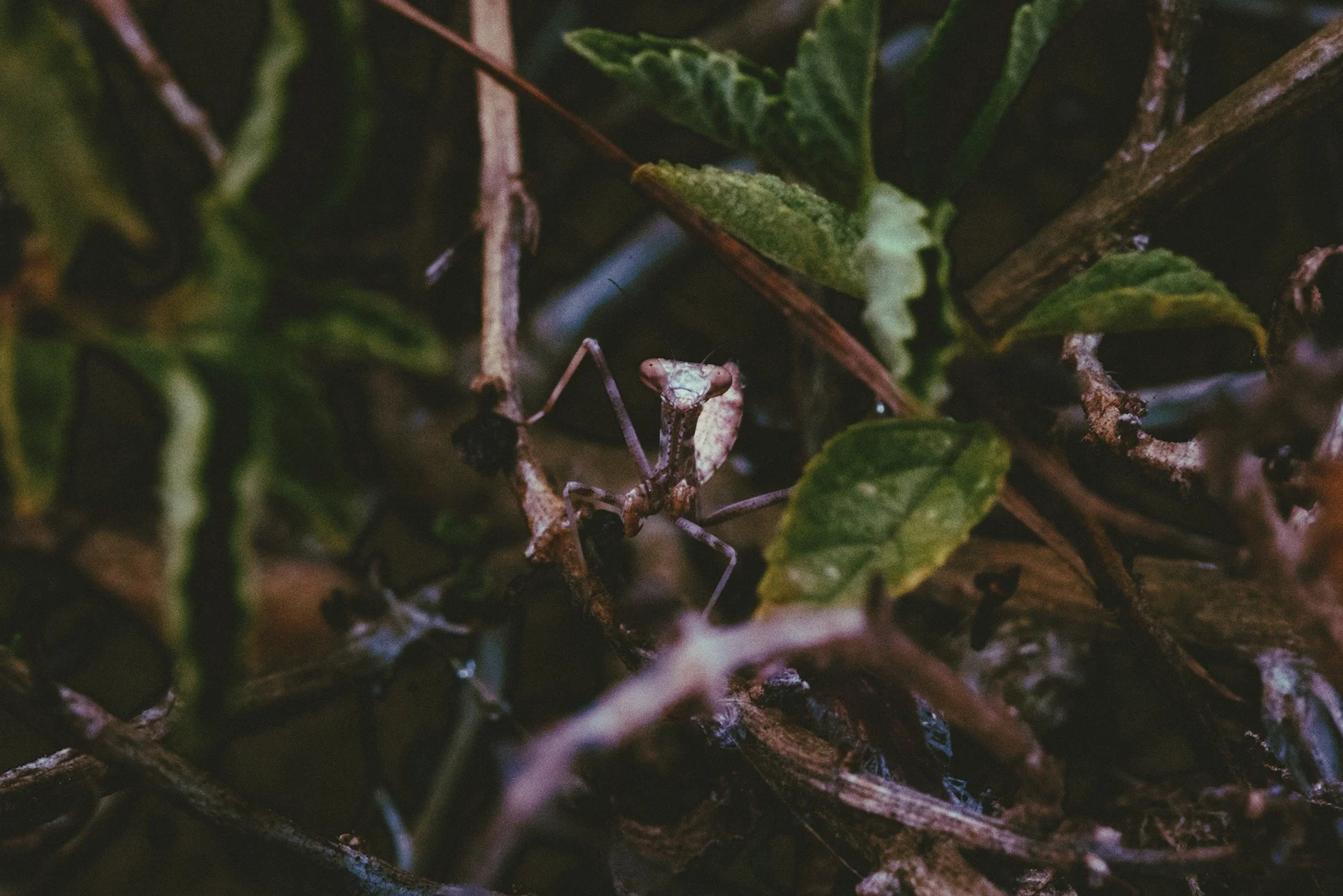 WEB @micalaaustin-2280.jpg