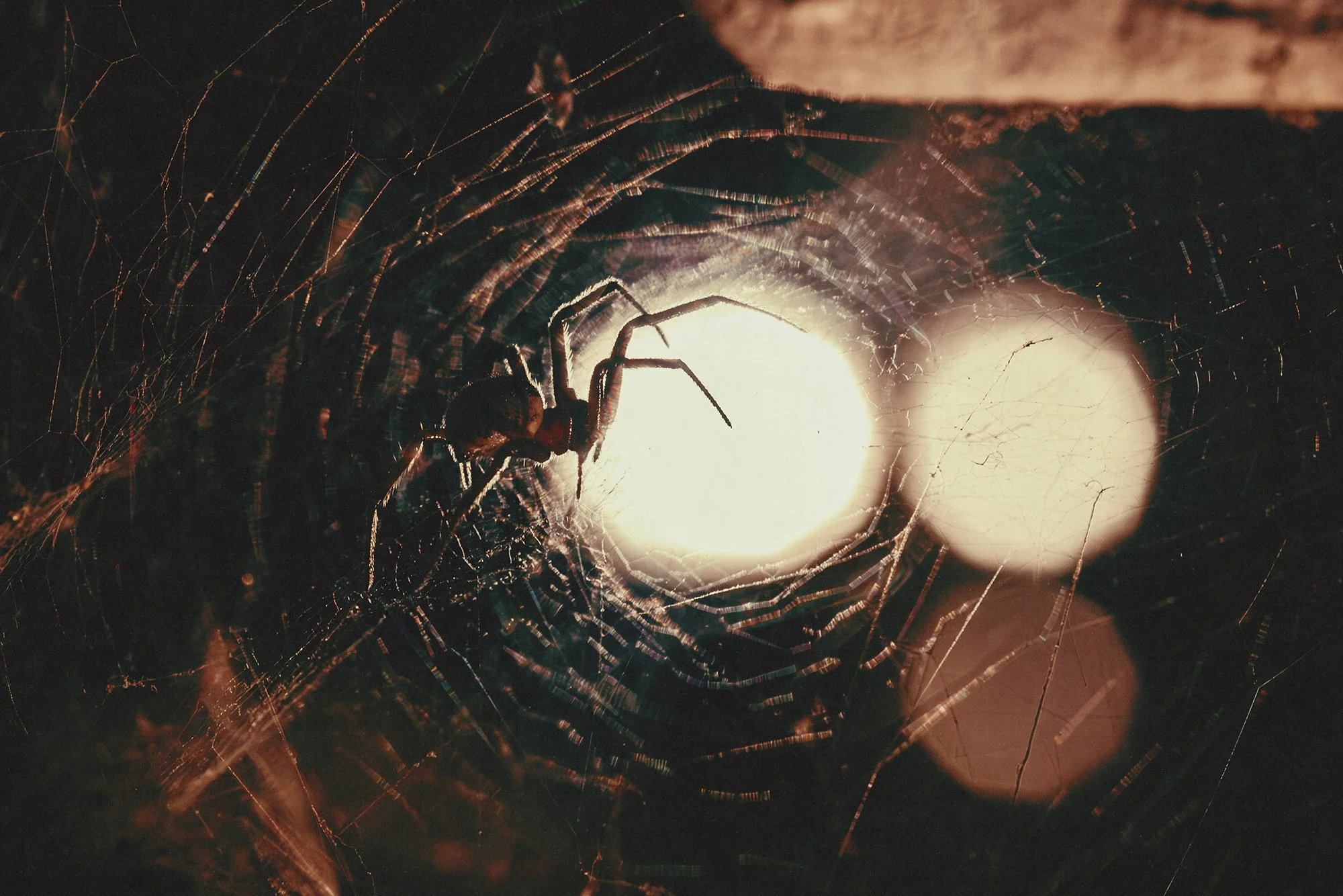 WEB @micalaaustin 1C2A9713.jpg