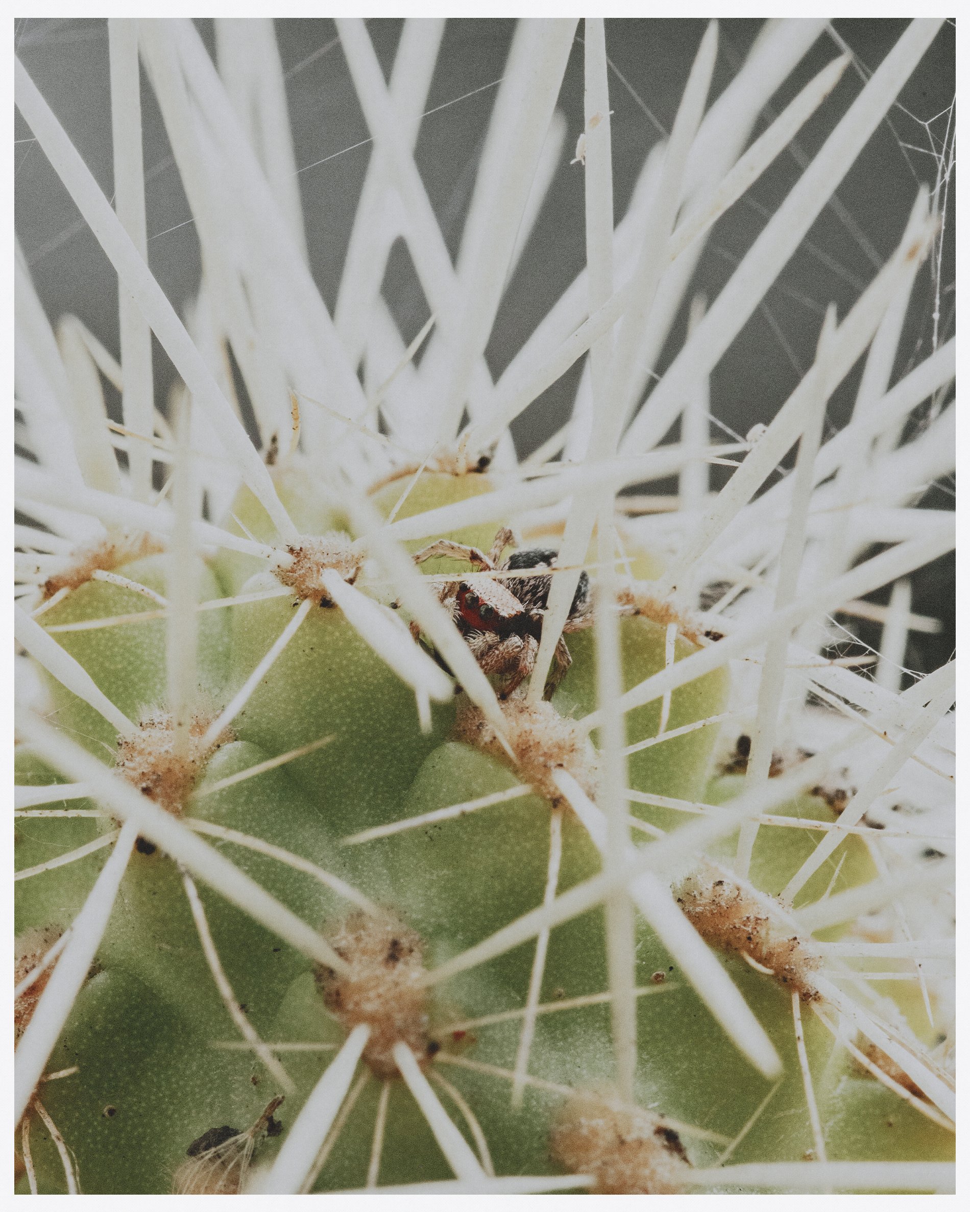 WEB @micalaaustin-9264.jpg