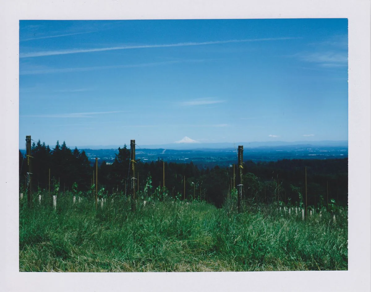 Mt. Hood in the distance