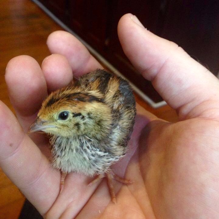 Look at this cute little bird!