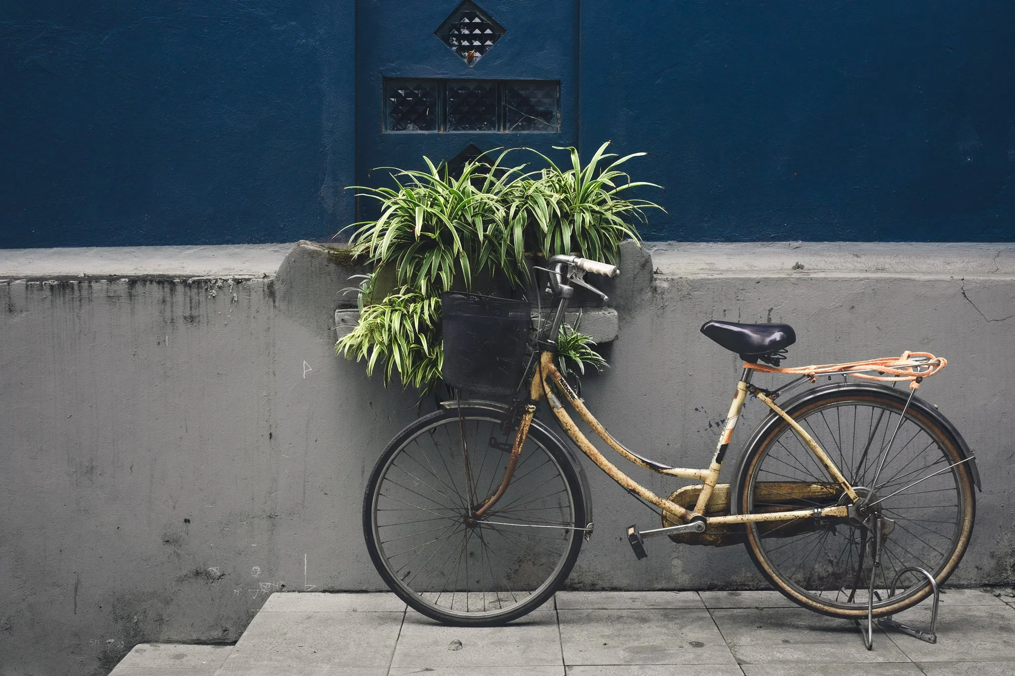 A bicycle next to a blue wall with a green plant over the handlebars.