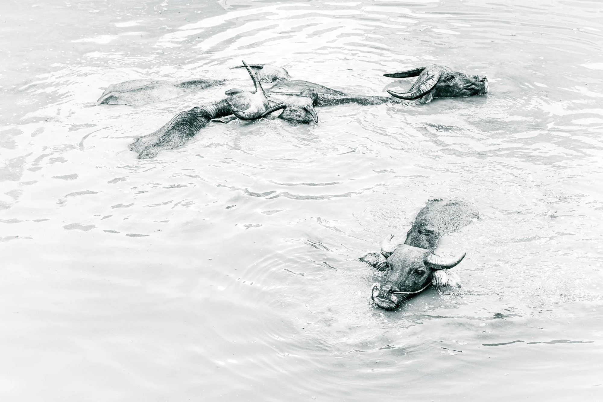 Water buffalo on the way to Cao Bang, Vietnam
