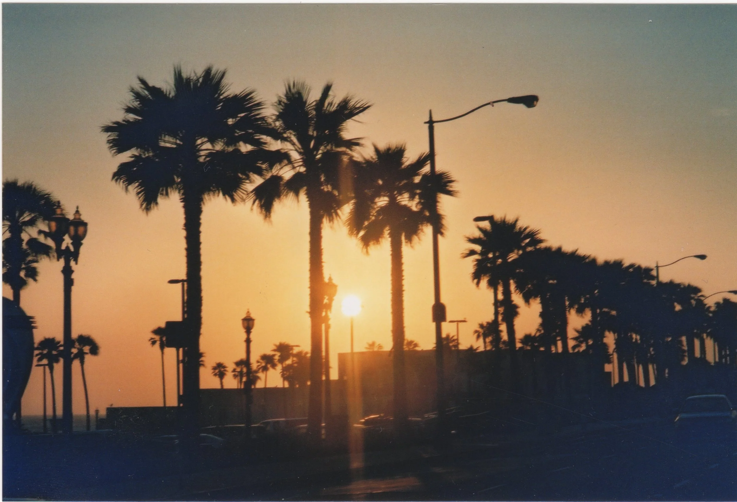 palm trees.jpeg