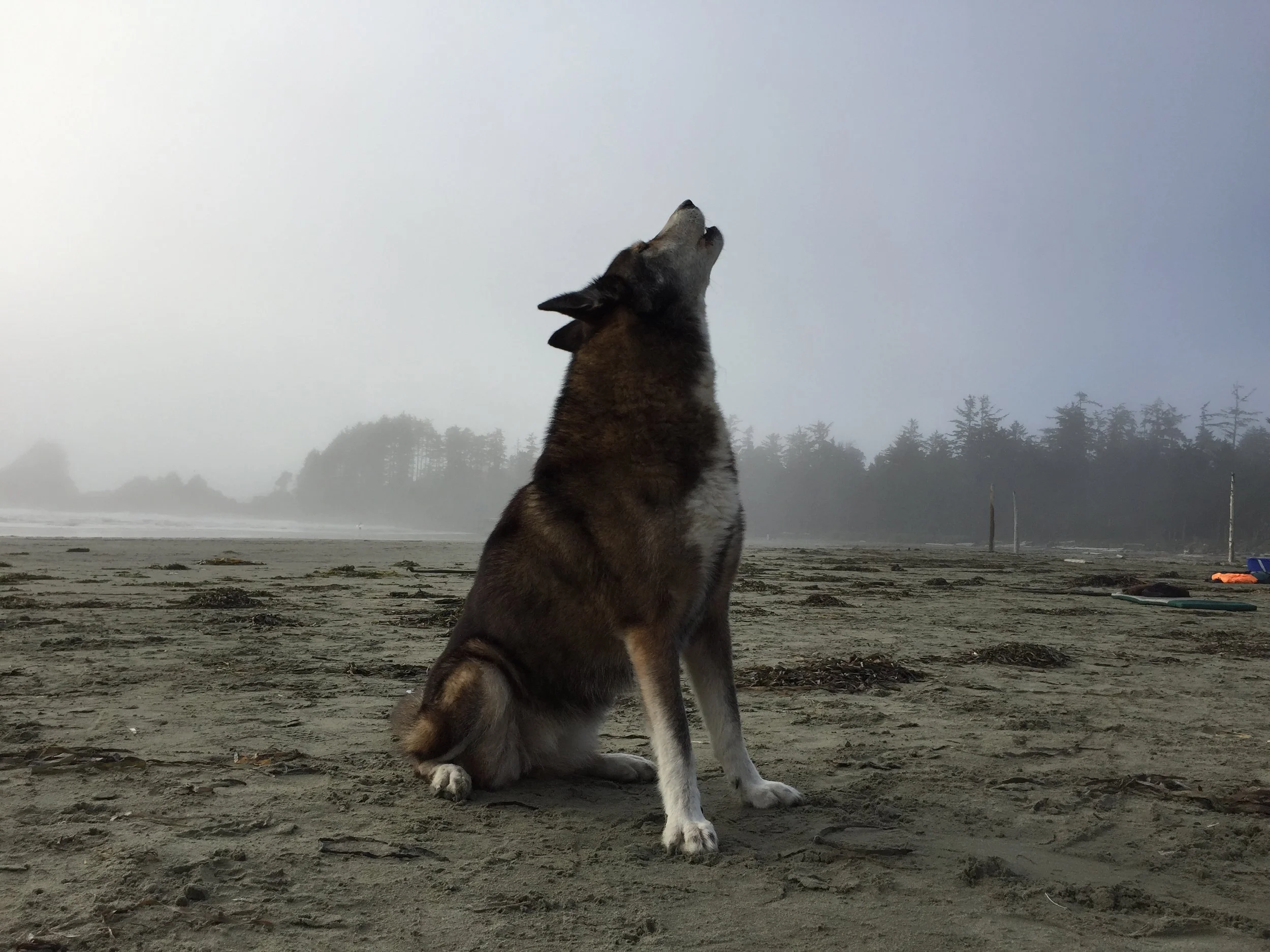 IMG_4596 spirit .JPG