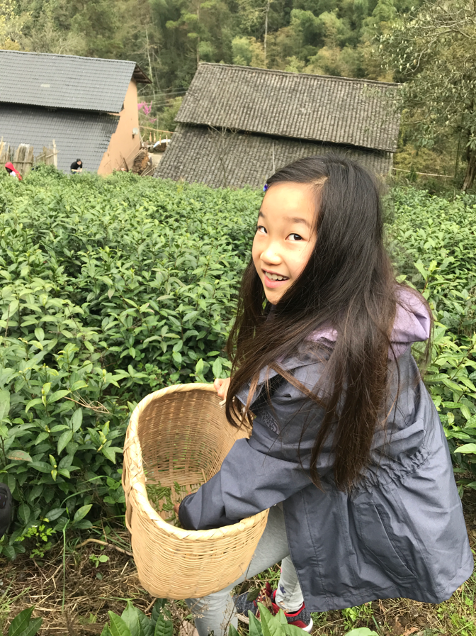 tea picking 4.png