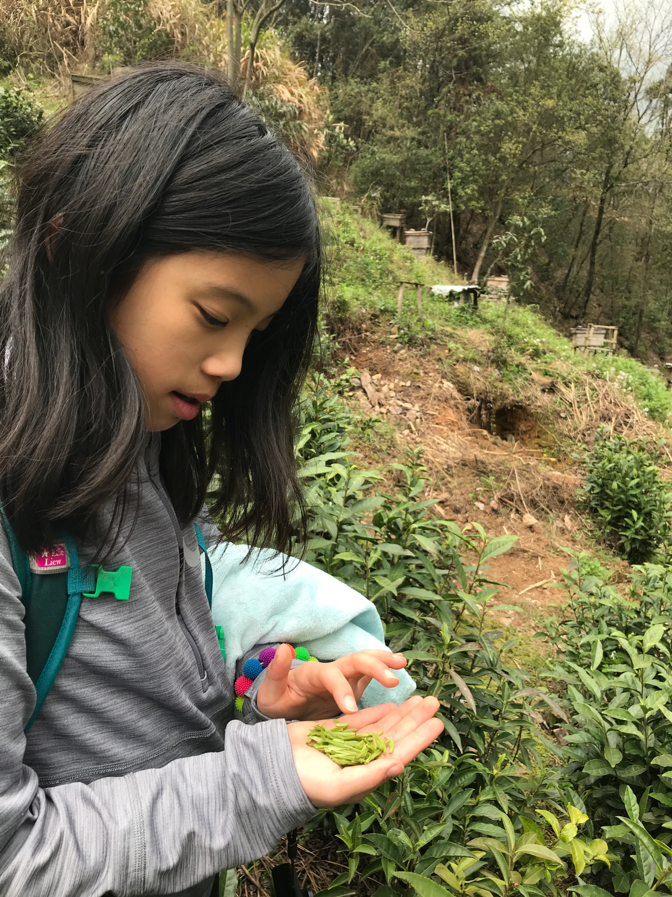 tea picking 6.png