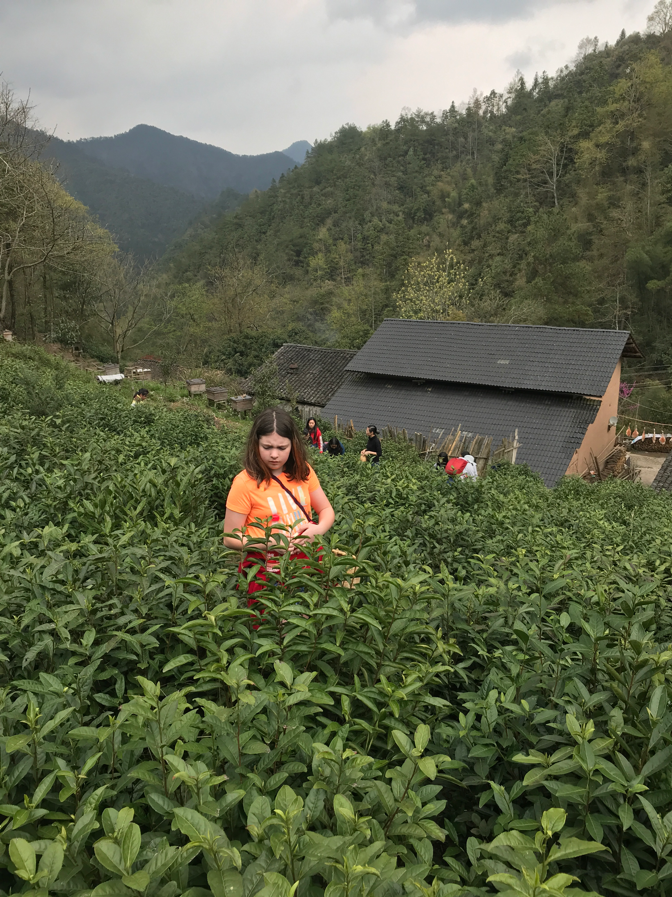 tea picking 3.png