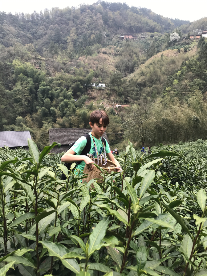 picking tea 9.png