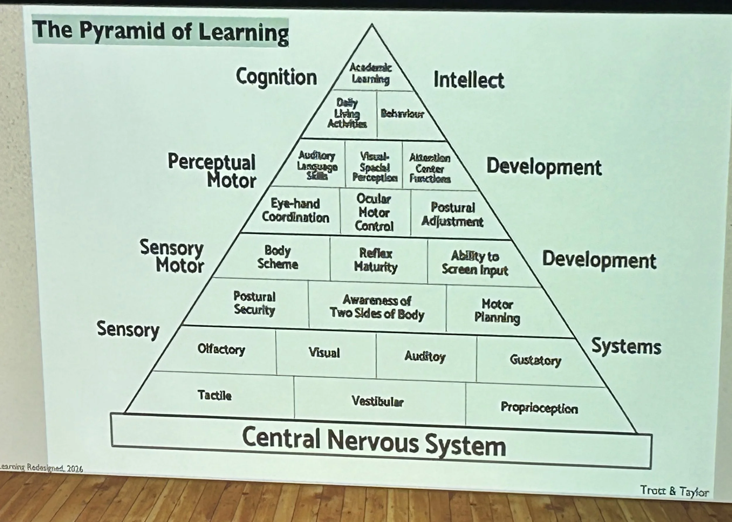ECCIF - Central nervous system.jpg