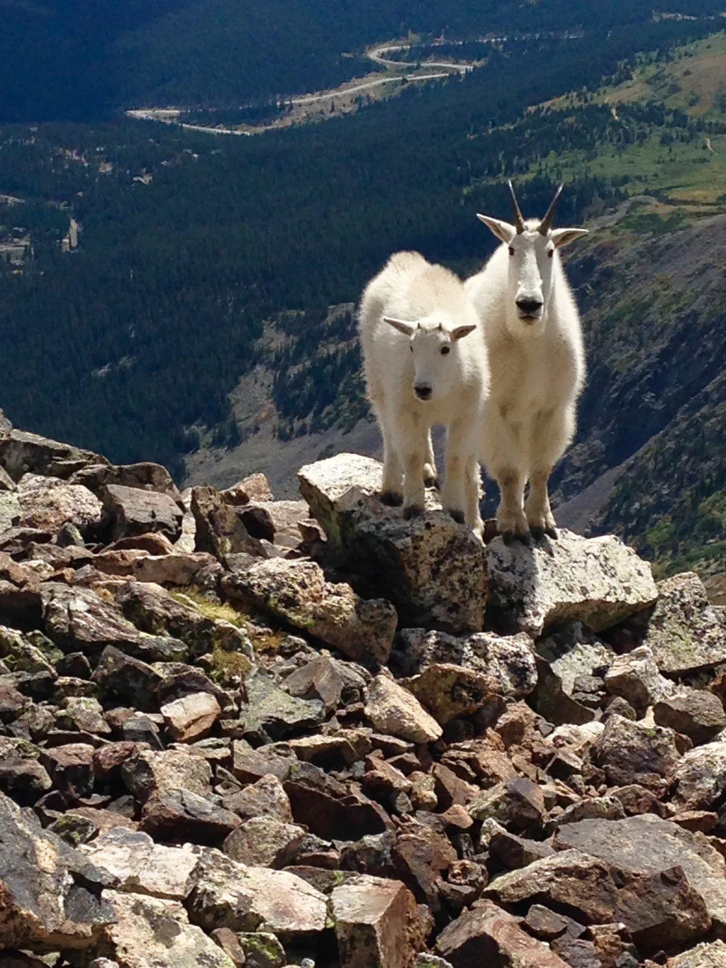 Breckenridge Denver Colorado Billy Goats Fourteener Quandary