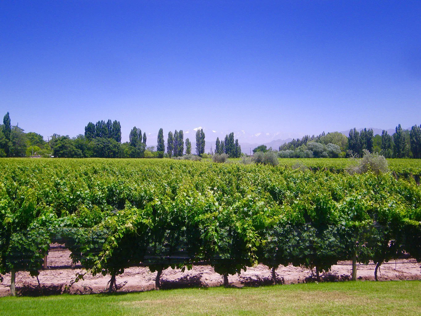 Mendoza Casarena Winery Argentina