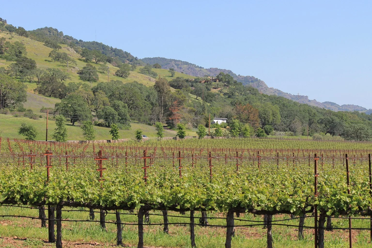 Paraduxx Vineyard Napa Winery