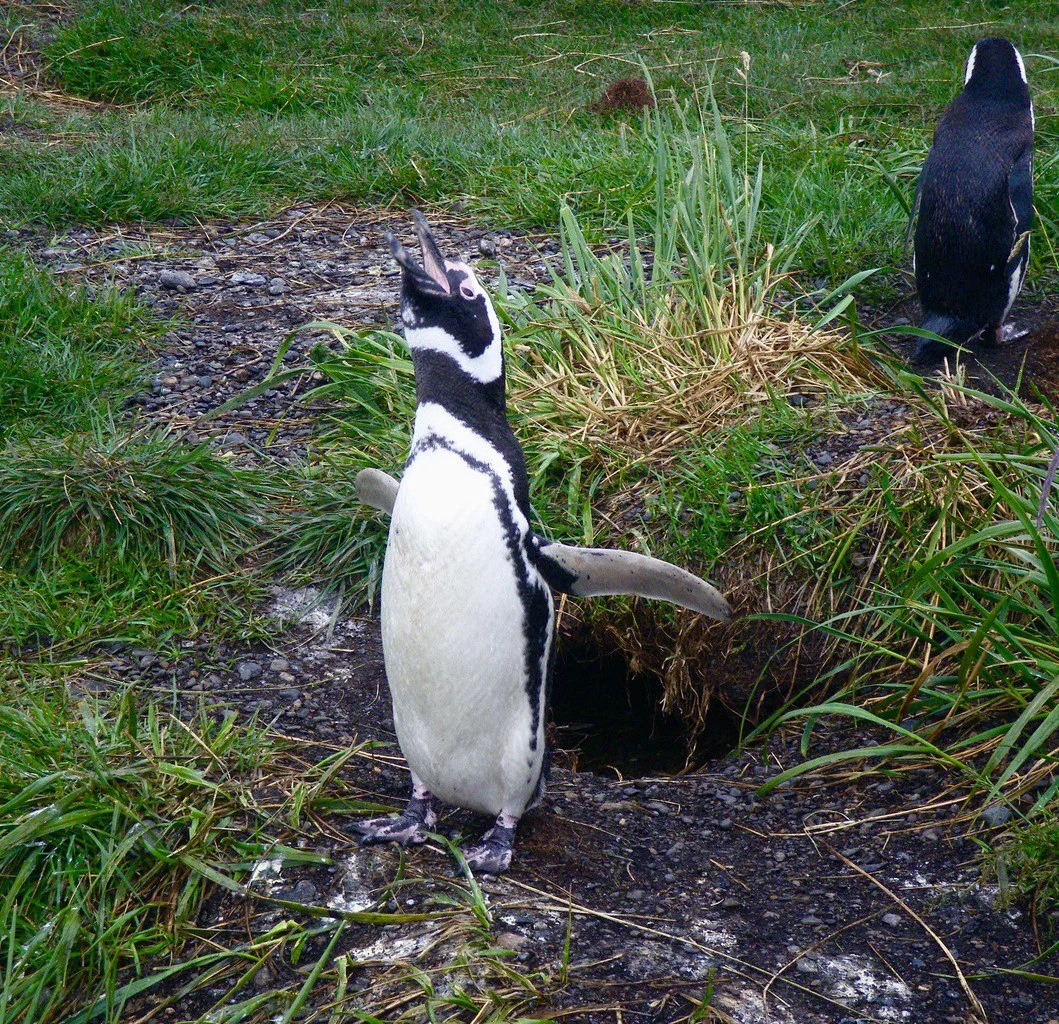 Penguins Ushuaia Paragonia Argentina Isla Yecapasela