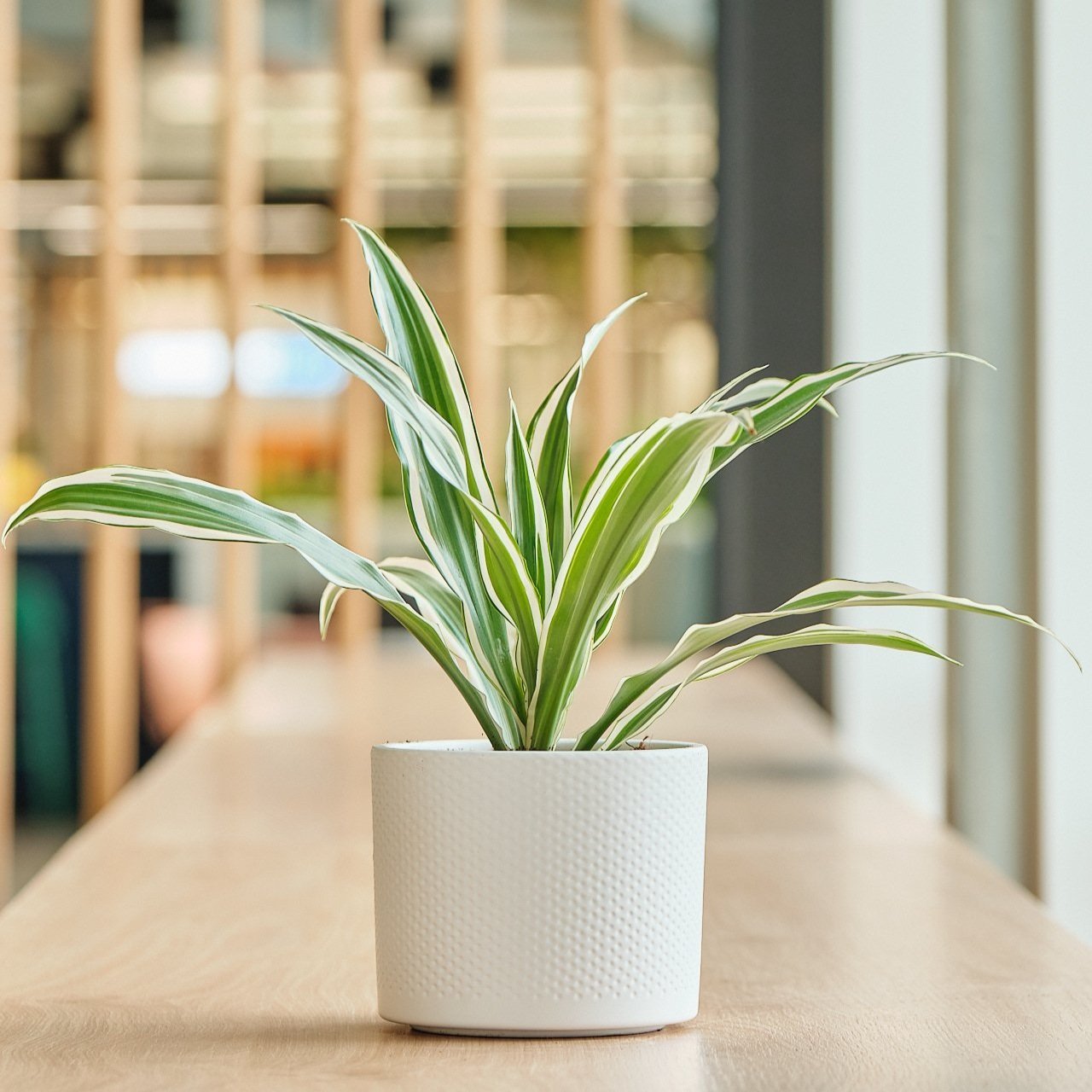 How much do plants cost? PlantCare