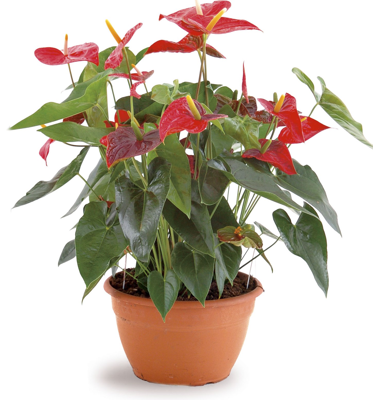 anthurium scherzerianum