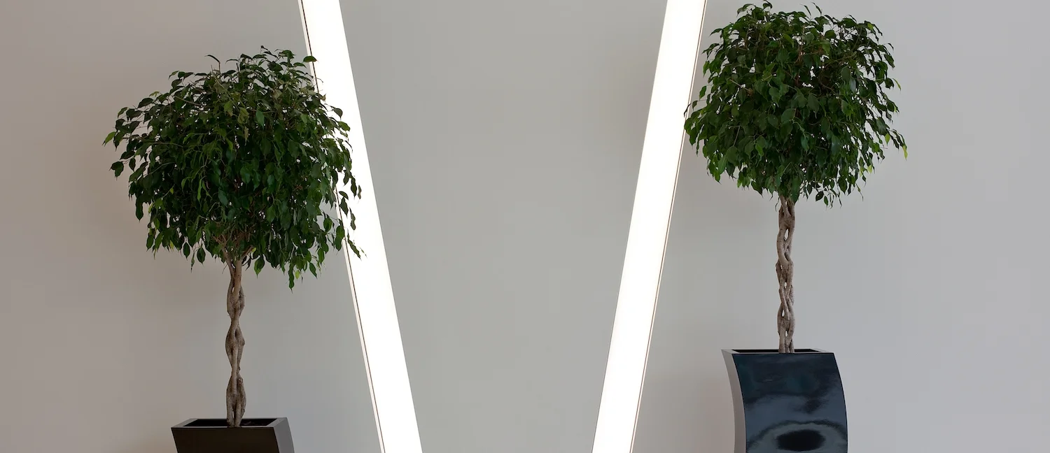 Plant Spotlight | Ficus Benjamina